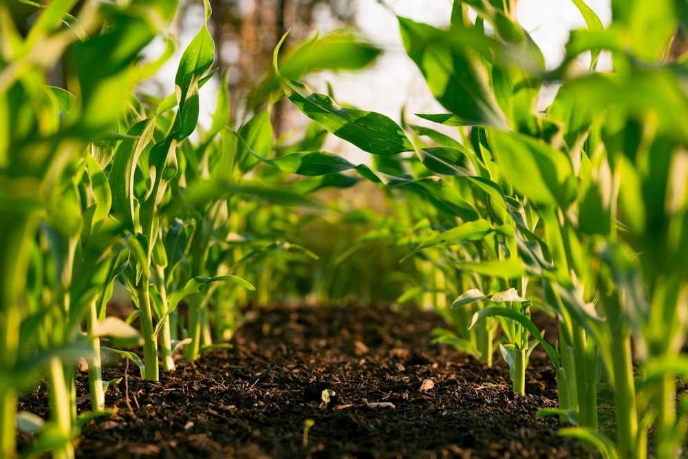 Empowering Agricultural Communities
